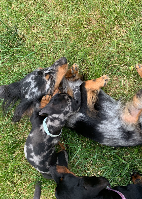 Our Boys - ONE PICKLE DOG MINIATURE DACHSHUNDS